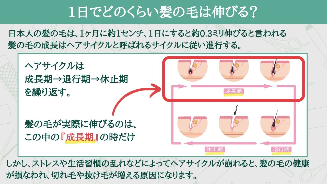 1日でどのくらい髪の毛は伸びる？